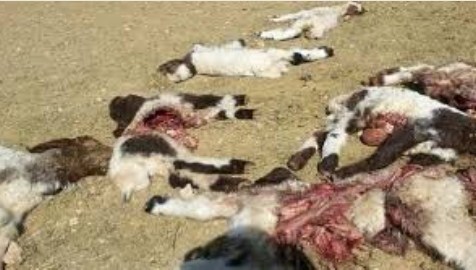 ذئاب تقتل 14 رأسا من الأغنام في جبال السمره الواقعة بين البترا ووادي عربه 