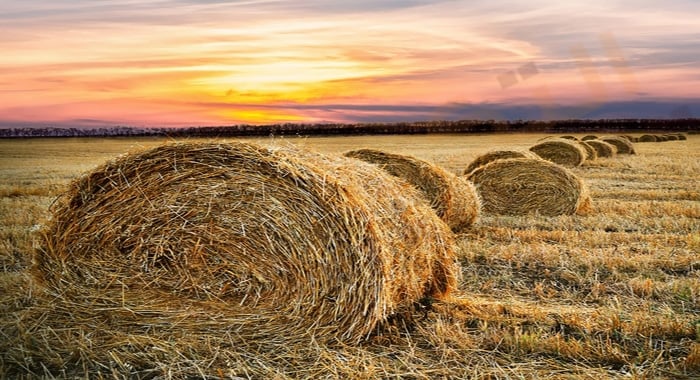  تفسير حلم رؤية القش في المنام لابن سيرين 