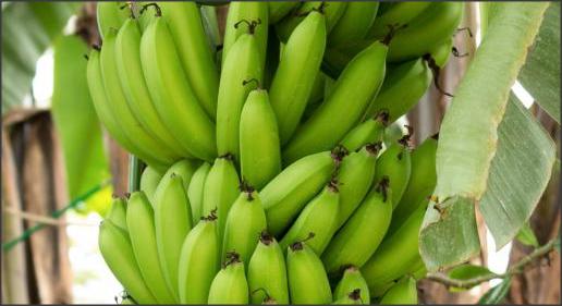 أهم المعادن الموجود في الموز
