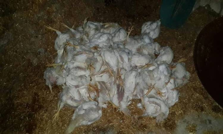 شكاوى من طرح الدواجن النافقة عشوائياً في غريسا بالهاشمية وسط مخاوف بيئية وصحية