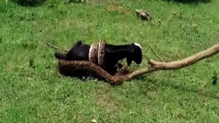 فيديو: صادم .. ثعبان عملاق يحاول ابتلاع عنزة