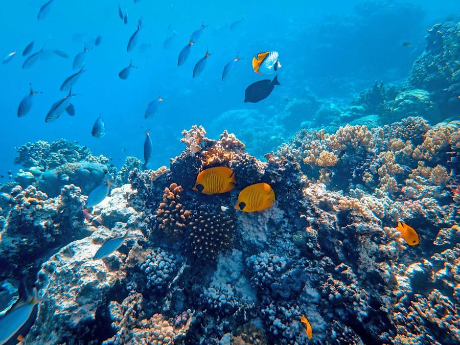 تفسير حلم رؤية السمك بكثرة في منام المتزوجة