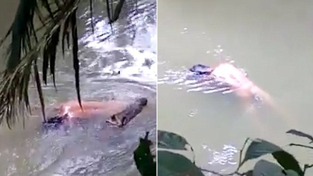 بالفيديو  ..  تمساح يعيد جثة رجل قتله قبل يوم  