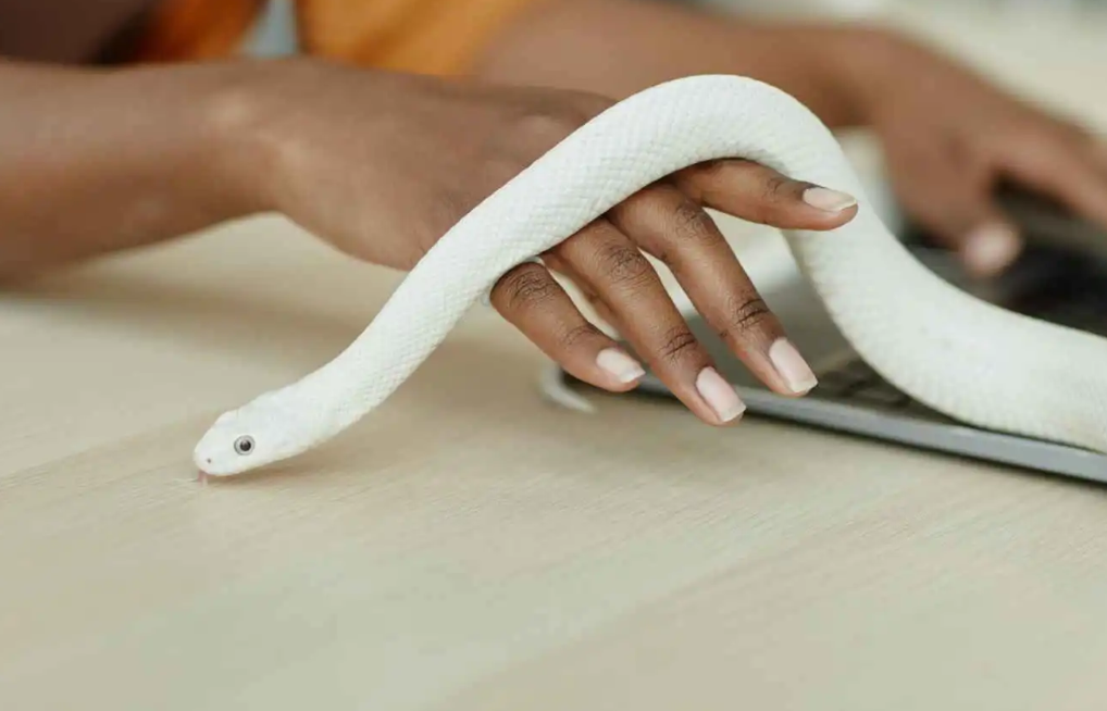 تفسير حلم حيوان مفترس في مكان العمل وعلاقته بالخطر