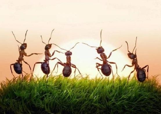 دراسة: النمل يستطيع شم رائحة مرض السرطان