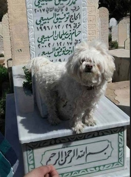 رد غير متوقع من ابنة رفيق السبيعي بعد صورة "الكلب"
