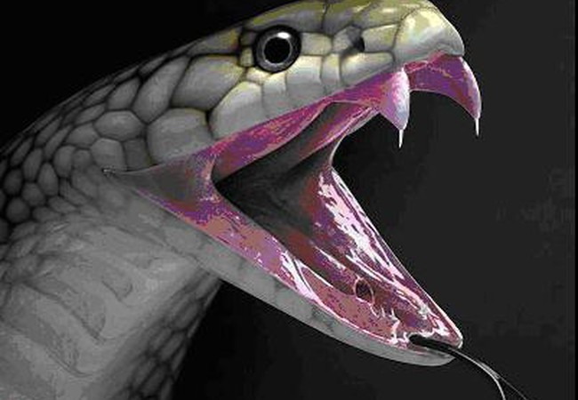 تفسير حلم لدغة الثعبان في المنام 