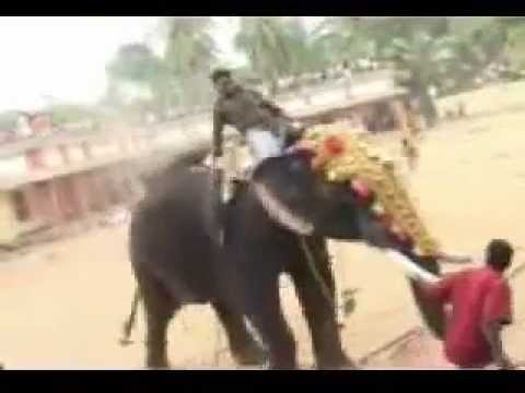 بالفيديو ..  فيل غاضب يهاجم العريس عند زفافه وينكـّل بالفيلة الاخرى