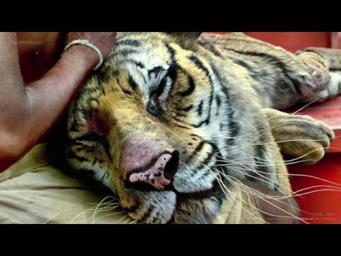 بالفيديو.. مشاهد تكشف الوهم المعروض على شاشات السينما