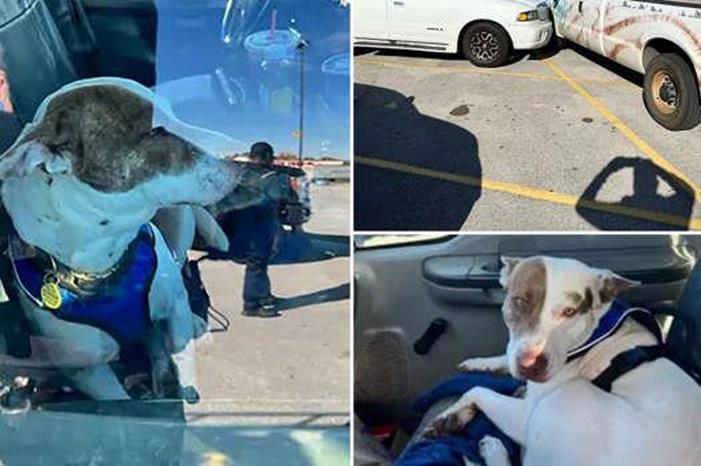 بالفيديو  .. كلب يتسبب بحادثة كبيرة في أمريكا بسبب قيادة سيارة