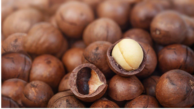 تعرف على فوائد المكاديميا ولماذا هي غالية في الثمن؟