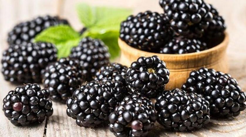التوت البري ..  كنز من الفوائد الصحية العظيمة