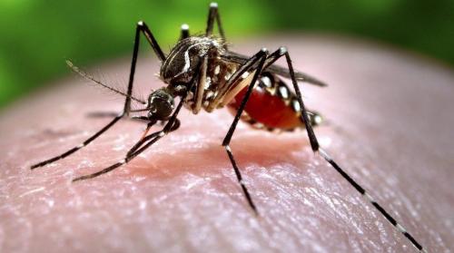 ينقله البعوض ..  حقائق عن فيروس زيكا