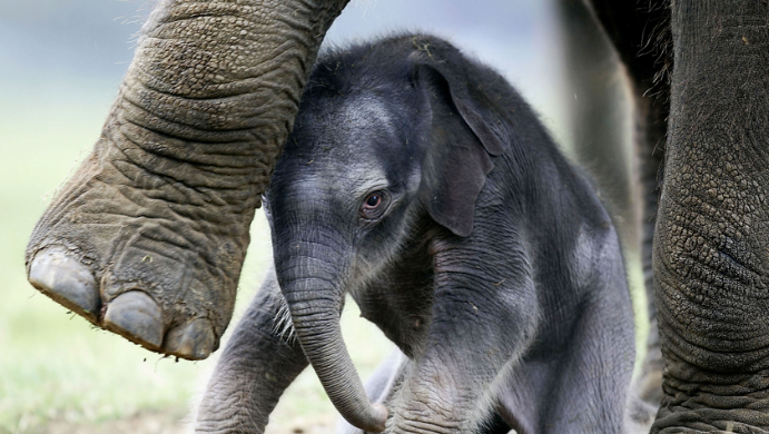 فيلة آسيوية صغيرة تشعل السوشيال ميديا بعد تخلي أمها عنها