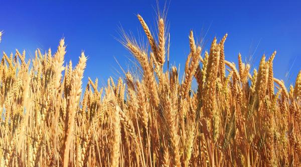 أمطار آذار تعزز إنتاجية القمح والشعير في إربد وتبشر بموسم زراعي ناجح