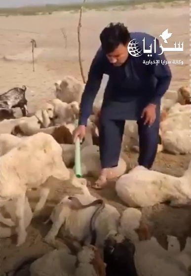 بالفيديو ..  تخلص من الثعبان بطريقة ذكية وبكل هدوء