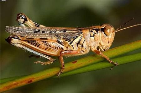 ظهور جديد لأسراب من الجراد في العقبة