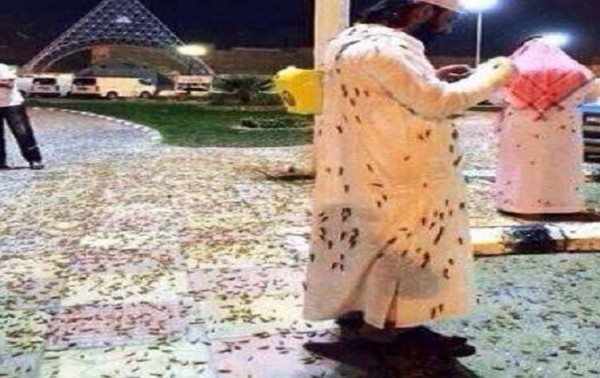 بالفيديو ..  أسراب من الجراد تجتاح صحراء ينبع السعودية