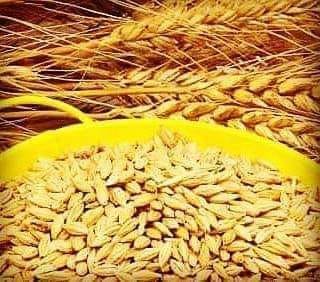 فوائد شراب الشعير