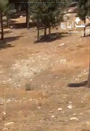 بالفيديو ..  اعتداء على الأشجار في منتزه عمان القومي