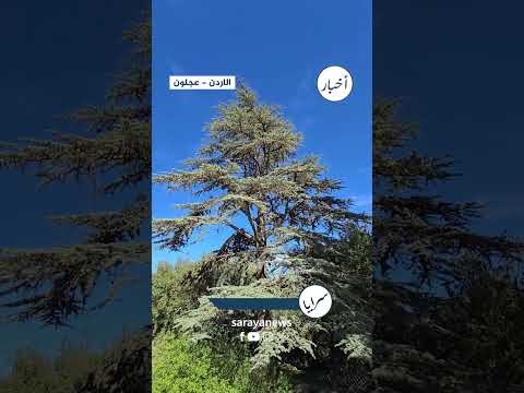 قصة منزل في عجلون زاره ثلاثة ملوك هاشميين ومطالب بوضعه على الخارطة السياحية