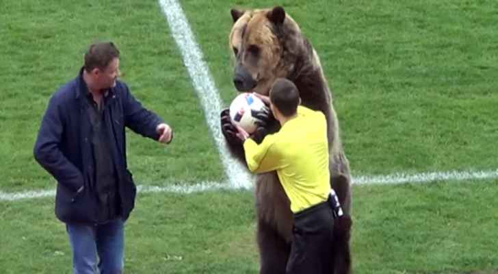 بالفيديو: شاهد دب يعطي إشارة انطلاق مباراة في الدوري الروسي 