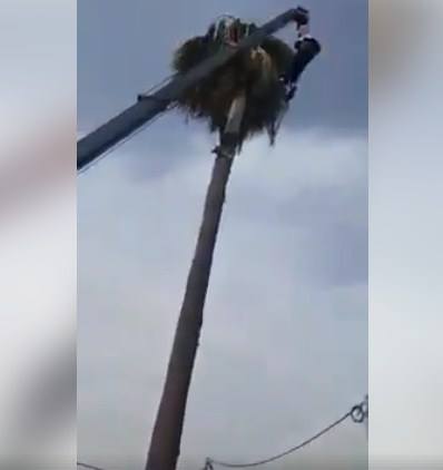 بالفيديو  ..  مواطن يخاطر بحياته لإنقاذ قطة علقت أعلى شجرة نخيل في اربد