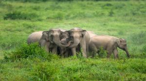 دراسة: الأفيال الآسيوية تدفن صغارها النافقة وتبكيها    