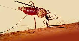 تحذير من عودة الملاريا للأردن بعد سنوات من الغياب