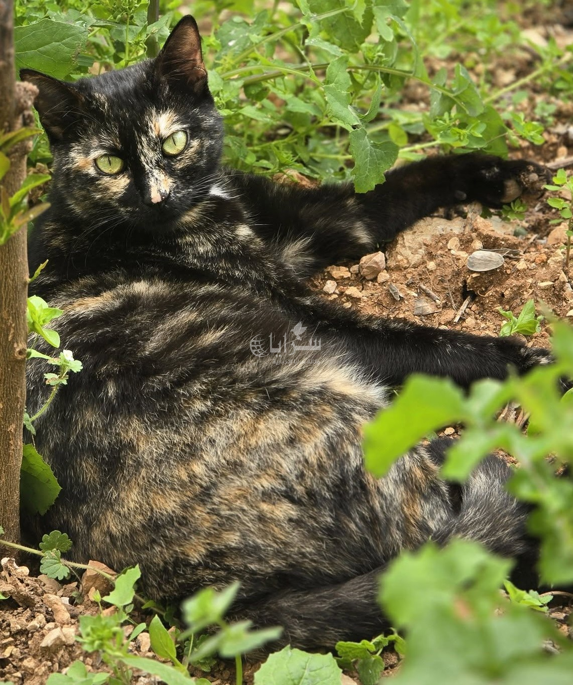 القطط قد تحمل مفتاح التغلب على السرطان