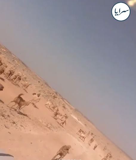 بالفيديو ..  قطعان من الكلاب الضالة تحاصر الصفاوي وتهدد الأهالي