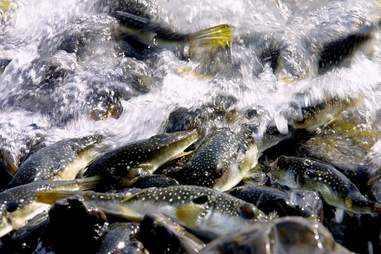 "سمكة الأرنب" يتسبب بتسمم عائلة في غزة