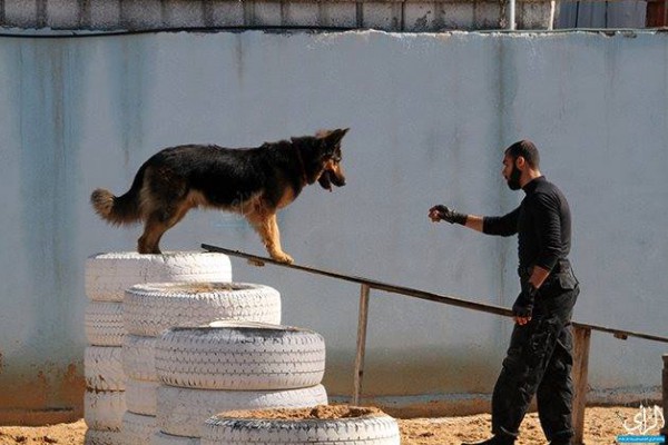 بالصور : غزة  ..  الكلاب "بودا" و"لوسي" يضعون حداً لمروجي المخدرات