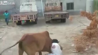 بالفيديو .. ثور شرس ينتقم من جزاره أثناء محاولة ذبحه