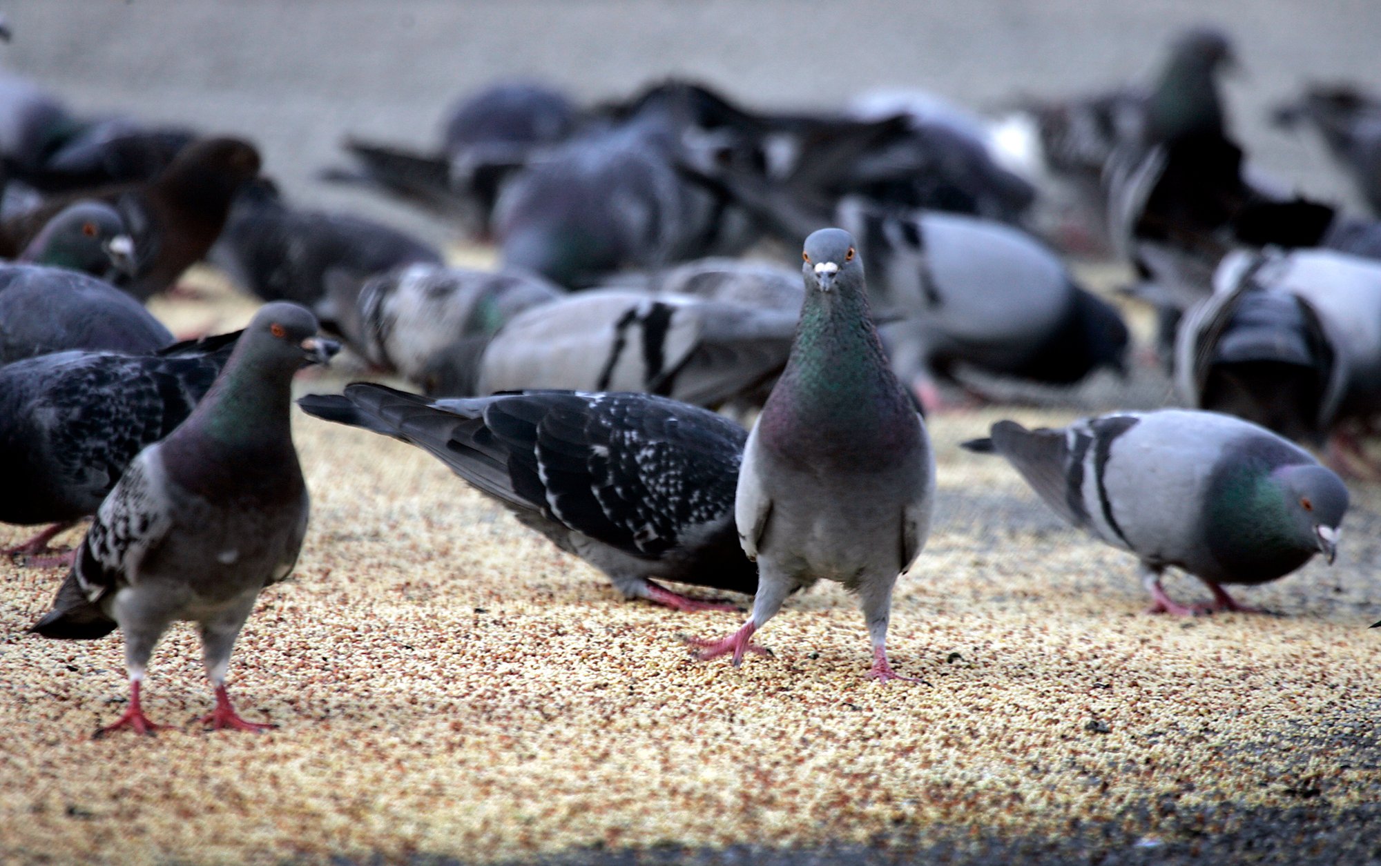 مشروع روسي لتحويل الطيور إلى مسيّرات: ما الذي يحدث للحمام في موسكو؟
