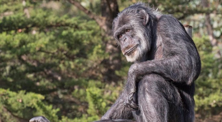 نفوق أكبر شمبانزي معمر بالولايات المتحدة عن عمر 63 عاما  .. صور
