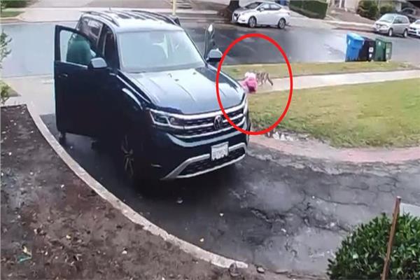 ذئب يحاول خطف طفلة ليأكلها ..  شاهد رد فعل والدها