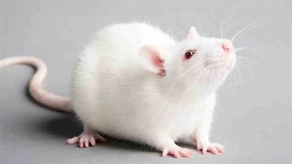 الفأر الأبيض في المنام 