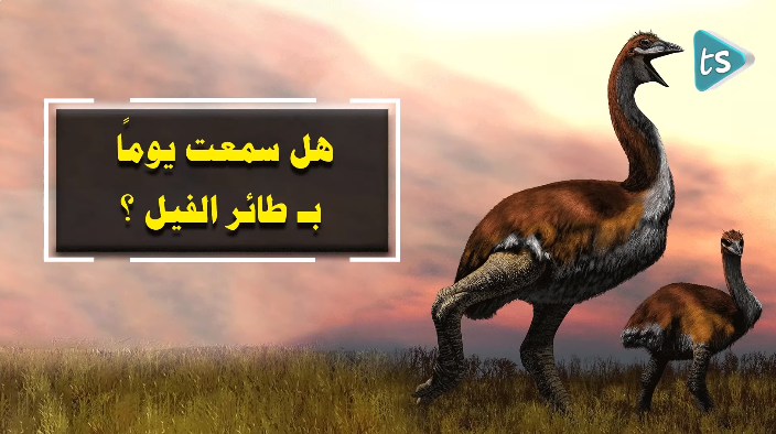 هل سمعت يوماً بــ طائر الفيل ؟ - فيديو 