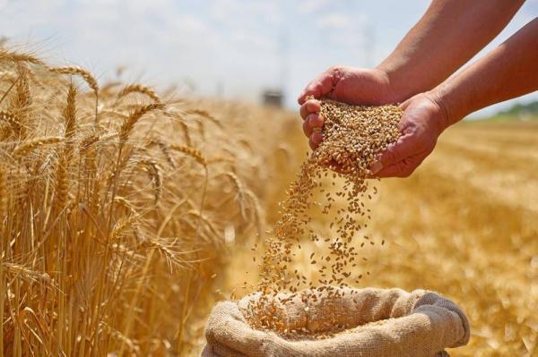 الأردن يشتري 60 ألف طن قمح في مناقصة