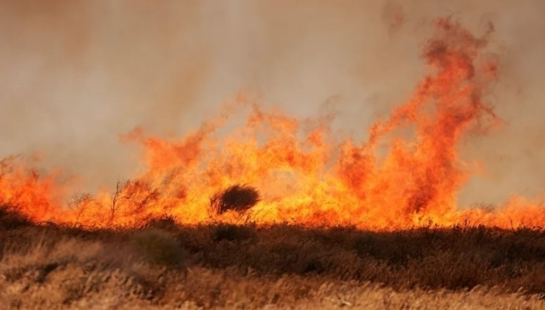 كاليفورنيا تستخدم الذكاء الاصطناعي للكشف عن حرائق الغابات