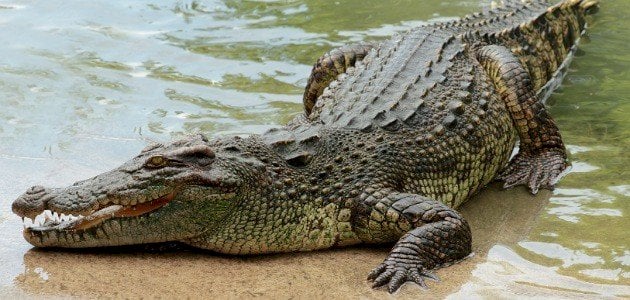  طفل يلتهمه تمساح حيًا أمام والده أثناء رحلة صيد في ماليزيا