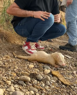 ظهور حيوان نادر في نهر دجلة بالعراق ..  فيديو