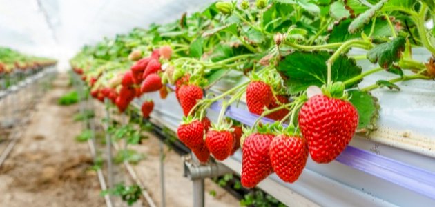 بالفيديو  ..  شاهد توسع زراعة الفراولة في الرمثا 