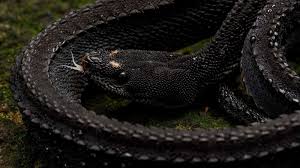 لماذا تخرج الثعابين بكثافة بعد المطر؟  