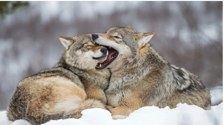 بعد 40 عامًا ..  ذئاب (تشيرنوبيل) تطور حصانة وراثية ضد السرطان