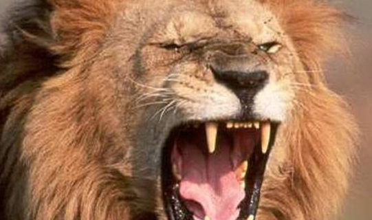 بالفيديو  ..  أسدٌ مفترس يتجوّل في أحياء مدينة عربية و هكذا تم "القبض" عليه