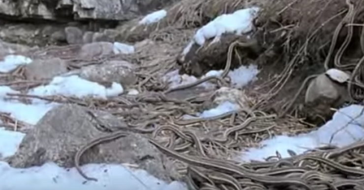 بالفيديو ..  ما حقيقة خروج الثعابين من البيات الشتوي ؟