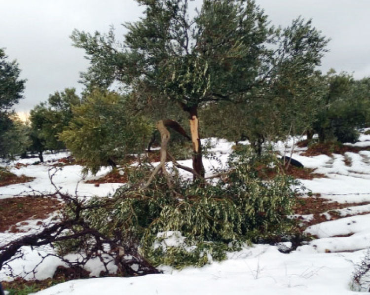 جرش: الثلج والرياح الشديدة يتسببان بتكسر آلاف الأشجار الحرجية والمثمرة