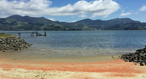 نفوق الإستاكوزا يصبغ شواطئ نيوزلندا باللون الأحمر